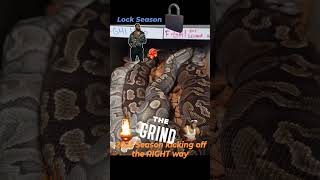 2023 Ball Python Breeding Season