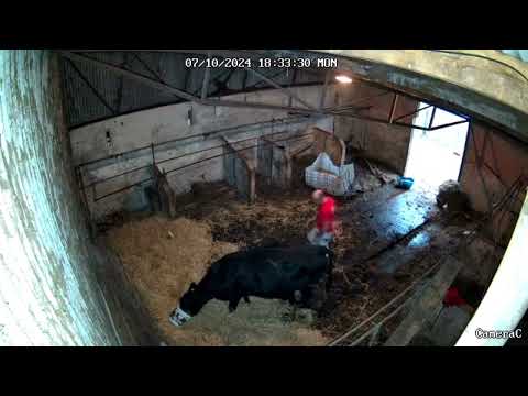 Aberdeen Angus Cow having calf