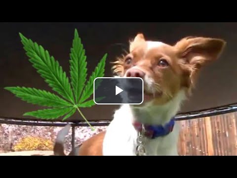 Compilation of animals high off edibles