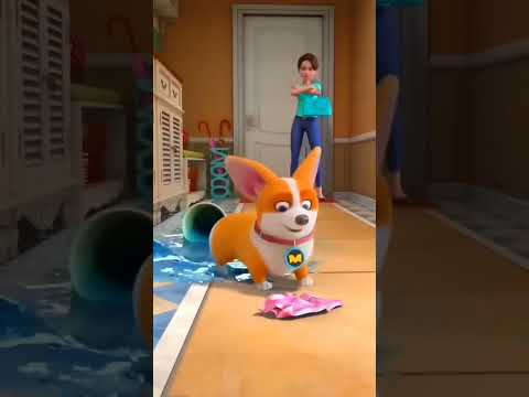 मोको funny video 😻#shorts #short #youtubeshorts #viral #funny #trending