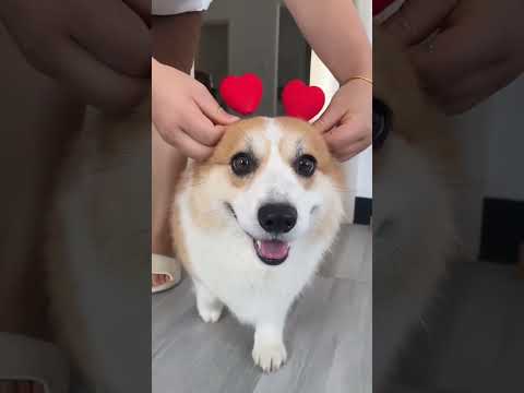 #Shorts, #QuickClips, #MiniMoments, #BiteSized, #TinyTales, #SnapSnippets, #MicroVids, #SwiftStories