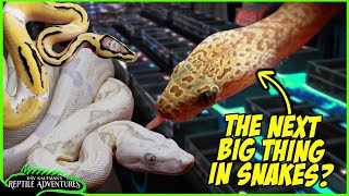 BEST SNAKES OF NARBC SCHAUMBURG REPTILE EXPO! The next big thing in the reptile world?