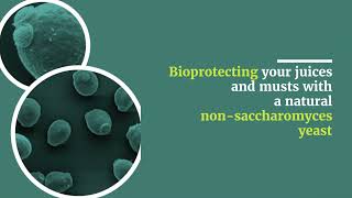 LEVEL2 INITIA: An excellent alternative to the use of SO2 for your white and rosé wines