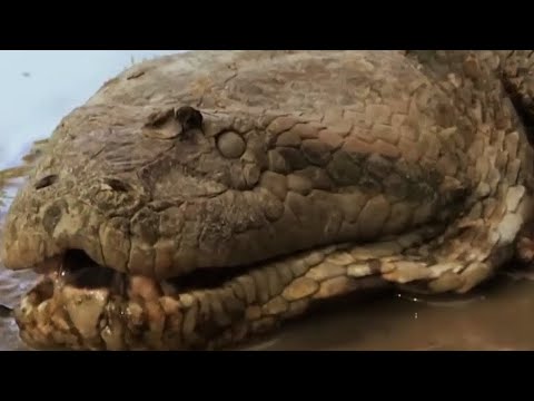 Largest Snake Ever Found in Brazil | Wildlife and Nature Documentary