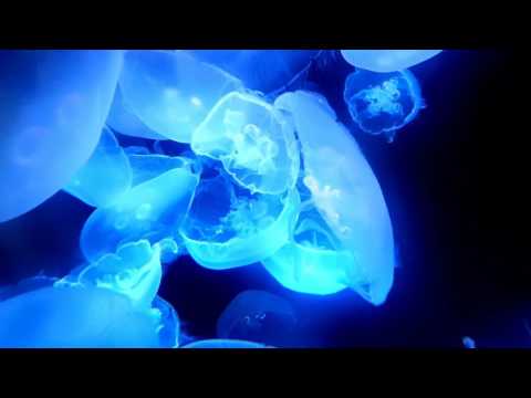 Jelly Fish compilation