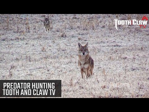 Predator Hunting - Tooth And Claw TV