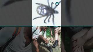 New tick-borne virus arrives in the UK #itvnews #news #health #tick