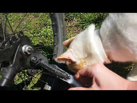 24" kent genesis 21 speed bike review and vlog.