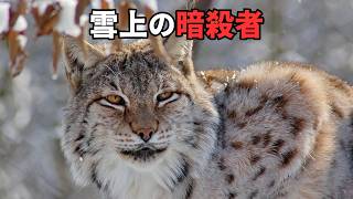 ヒマラヤの生存戦争 | 地球で最も偉大な進化の実験室