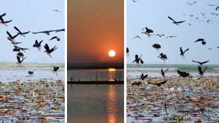 Tanguar Haor, Sunamgonj -- Most beautiful natural place in Bangladesh  ( টাঙ্গুয়ার হাওর,সুনামগঞ্জ )