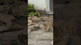 cats are crabs claw #cat #catsvideo #funny #catstudyplan
