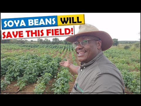 Soya Bean Farming in Zambia: How We Use Soya Beans to Revive an Old Field