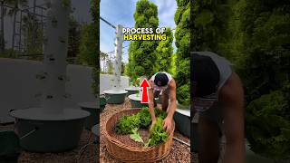 fresh vegetables #technology #moderntools #manufacturing #vegetables