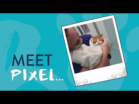 Pixel's Story