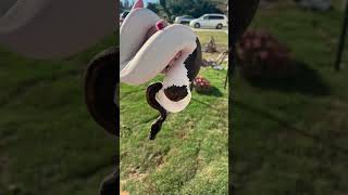 EGGS!! #reels #reptiles #ballpythonmorph #piedballpython #animals #shorts #snake #egg #clutch