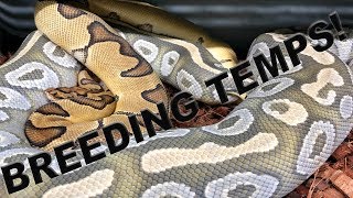 Ball python Breeding! How are your temps?