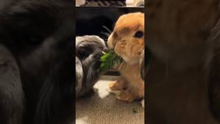 Bonded Rabbits - Everyday Problems #bunny #rabbit