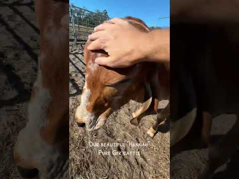 Sweet Pet Gyr Heifer #petcow #petcows #gyrcows #gyrcattle #desicows #farming #brahman #coolpets