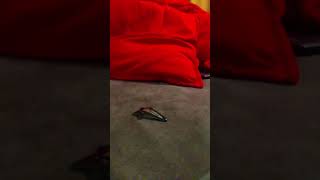 Try to beat me #withproof #trollface