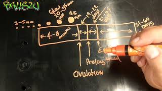 Female Ball python breeding cycle