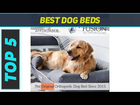 Top 5 Best Dog Beds in 2023
