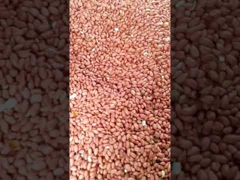 peanut seed /mungfali seed
