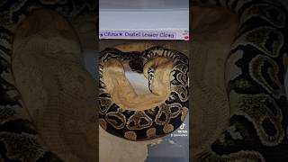 2025 season is steaming♨️ #pythonregius #hurricane #combos #ballpython #exotics #python #snake #pets