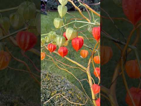 Echoes of Summer” 🌾 – Відлуння літа #autumn #осінь #flowers #сухоцвіти