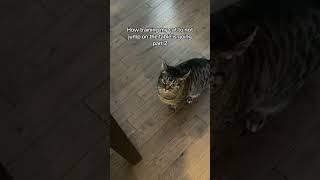 My cat so clever #catcontent #cutepets #kitten #funnypets #cattok #kittenlove #kitty