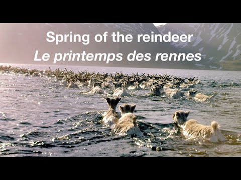 Spring of the reindeer - trailer
