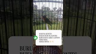 lovebird mania#lovebirdmania #kicaumania #burung #birdslovers #birds