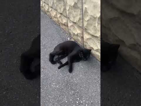 Black cat doesn't run away, but continues to be lazy #streetcats #staycalm  #notafraid #blackcat
