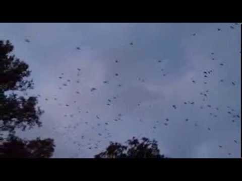 a lot of birds