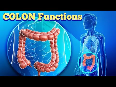 COLON function in human body?