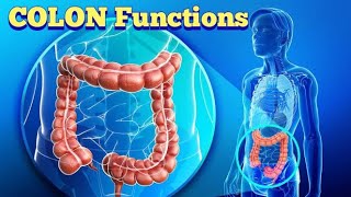 COLON function in human body?