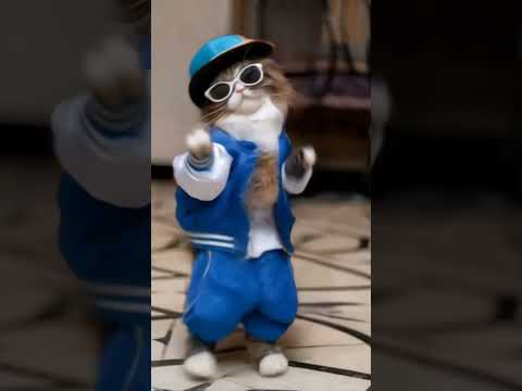 Dance cat #cat #dancecat #dancingcat #funnyanimalvideos #kitty