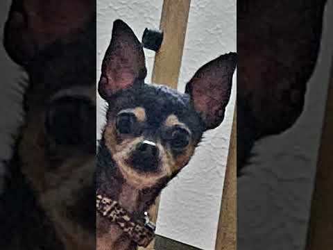 my lil grim always watching #chihuahua #dogsofyoutube #goodboy #creepy #ilovehim #myshadow