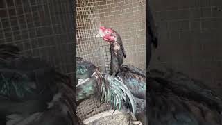 black aseel pairs #agt #react #magic #youtubeshorts #viral #music #song #punjabisong #newsong