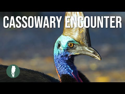 Wild Cassowary Encounter in 4K | Etty Bay | Far North Queensland | Australia Nature | Birding