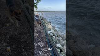 Dock Crash & Bugs Report Of The Non-PC Kind - IMRAN™