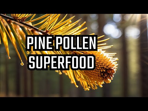 Pine Pollen: The Superfood Powerhouse
