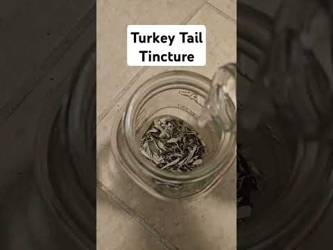Making medicine from wild foraged Turkey Tail mushrooms. #shorts #tincturemaking #turkeytail