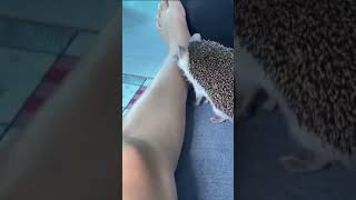 if you had a pet hedgehog...