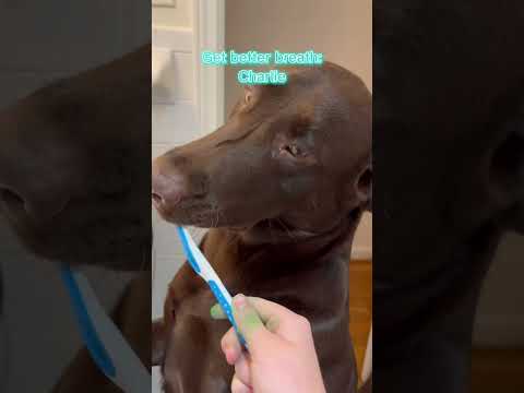 Charlie and  Skippers New Year Resolutions #2023 #newyearnewyou #newyear #dogs #charlie #skippers