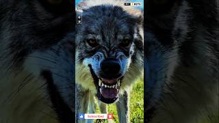Aggressive and Huge Wolf #shorts #ytshorts #viralshorts #wolf