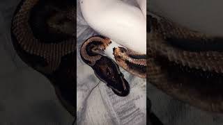 🐍#snake #viralvideo #foryou #reptiles #animals #fypシ#piedballpython