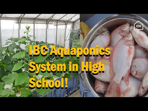 Building an IBC Aquaponics System in High School:  Tilapia, DWC & Lessons Learned