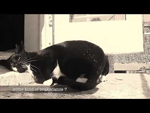 Animal Brake dance