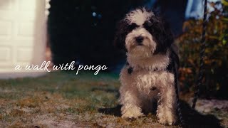 A Walk With Pongo | Sony FX3 Low Light Film Emulation