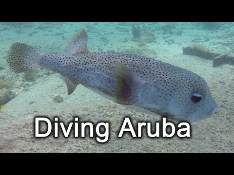 Diving Aruba